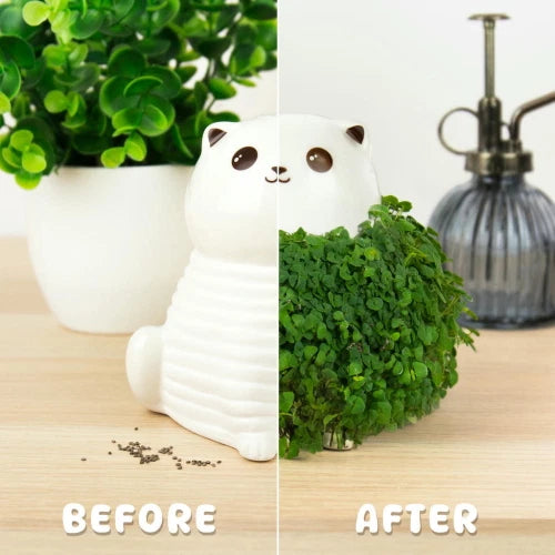 MAGS Chia Kitty Gattino Decorativo da Coltivare