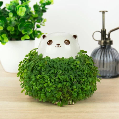MAGS Chia Kitty Gattino Decorativo da Coltivare